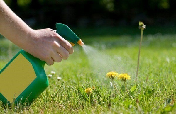 Homemade weed killer being sprayed on a dandelion