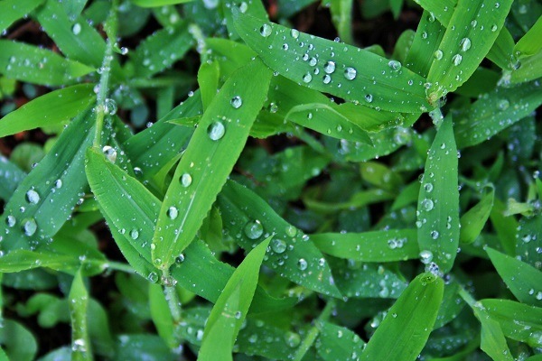 Rain drops on weeds.
