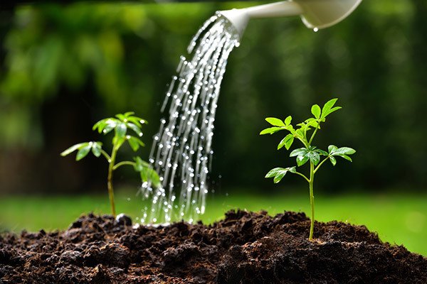 Watering plants.