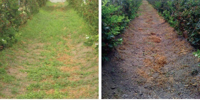 Weed killer effects before and after