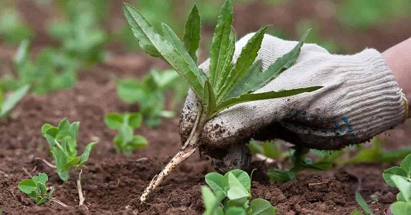 Weeds being pulled from the ground