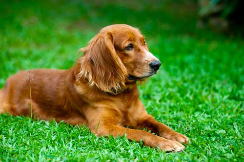 Dog on weed free lawn