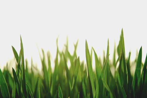 weed killer for bermuda grass reviews