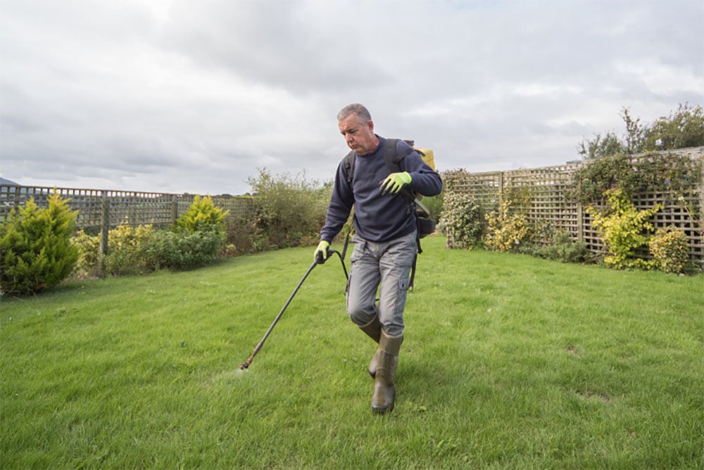 Can You Spray Weed Killer On Wet Grass (Spraying Weeds Before & After Rain)