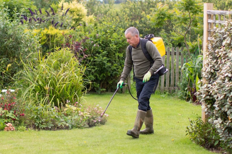 How Does Weed Killer Not Kill Grass? (How Do Weed Killers Kill Off Only Weeds)