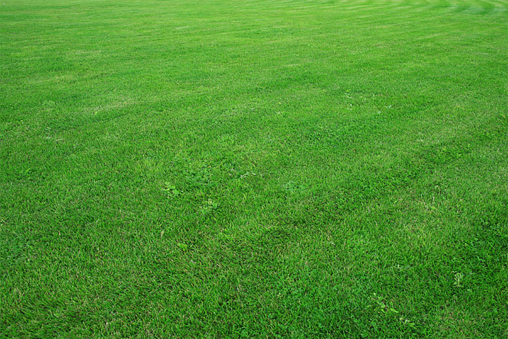 Does Dawn Dish Soap Kill Grass (The Effects of Dish Soap on Lawn)